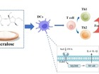 澳门博彩在线公共卫生学院硕士研究生颜溧在Journal of Agriculture and Food Chemistry上发表三氯蔗糖通过调节DC细胞加重食物过敏的研究成果
