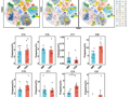 澳门博彩在线刘甲野课题组在《Frontiers in Immunology》发表&nbsp;HIV 免疫重建机制研究成果