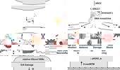 Chemotherapy-induced neuronal DNA damage: an intriguing toolbox to elucidate DNA repair mechanisms in the brain
