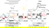 Genome Instability & Disease Volume 4. Issue 6 简介