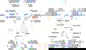 PDHE1α in DNA damage repair: a critical chromatin acetylation regulator