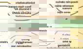 H3K9me3 asymmetry: epigenetic choreography in DNA replication for genomic stability