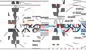 Telomere-based treatment strategy of cardiovascular diseases: imagination comes to reality