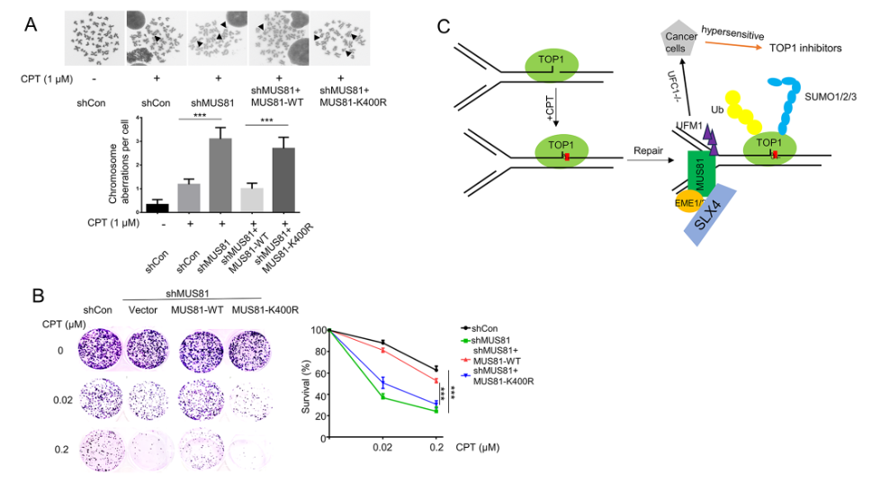 fig4