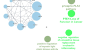 Identification of key molecular pathways and genes in BRCA1 and BRCA2-mutant ovarian cancer: evidence from bioinformatics analysis
