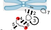 Genome Instability & Disease Volume 6. Issue 4 简介